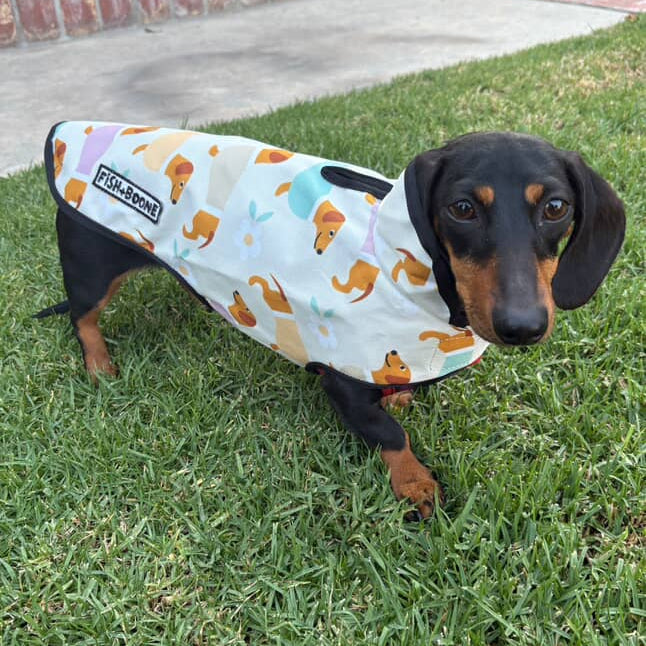 Dachshunds & Daisies Dog Coat