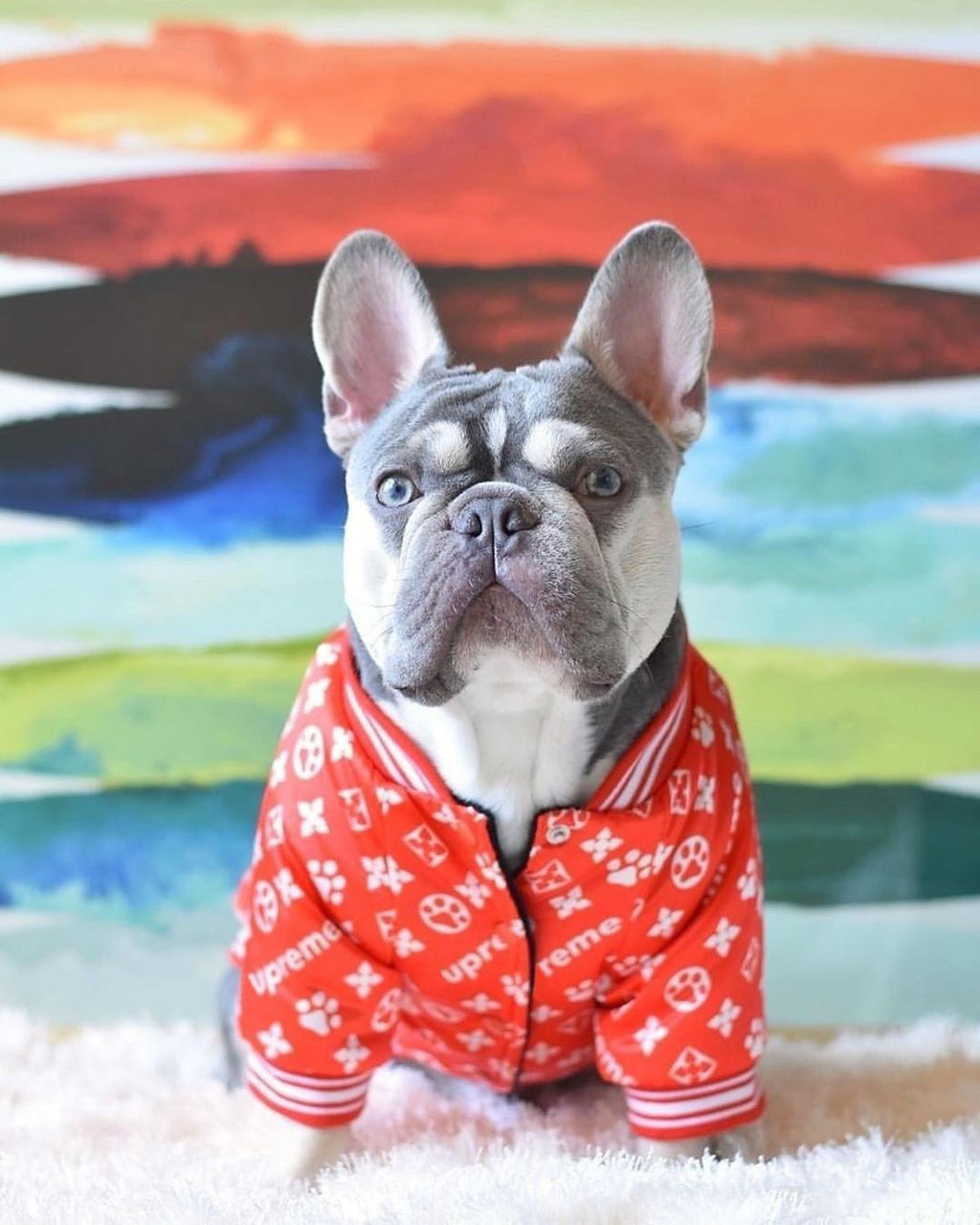 Luxury Bomber Jacket