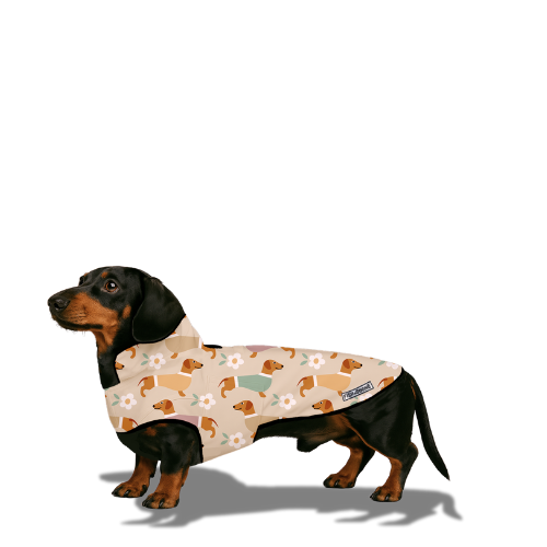 Dachshunds & Daisies Dog Coat