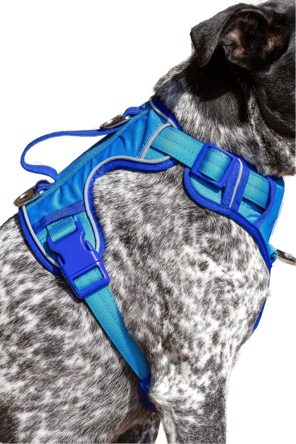 Dockside Adventures Ultimate Harness