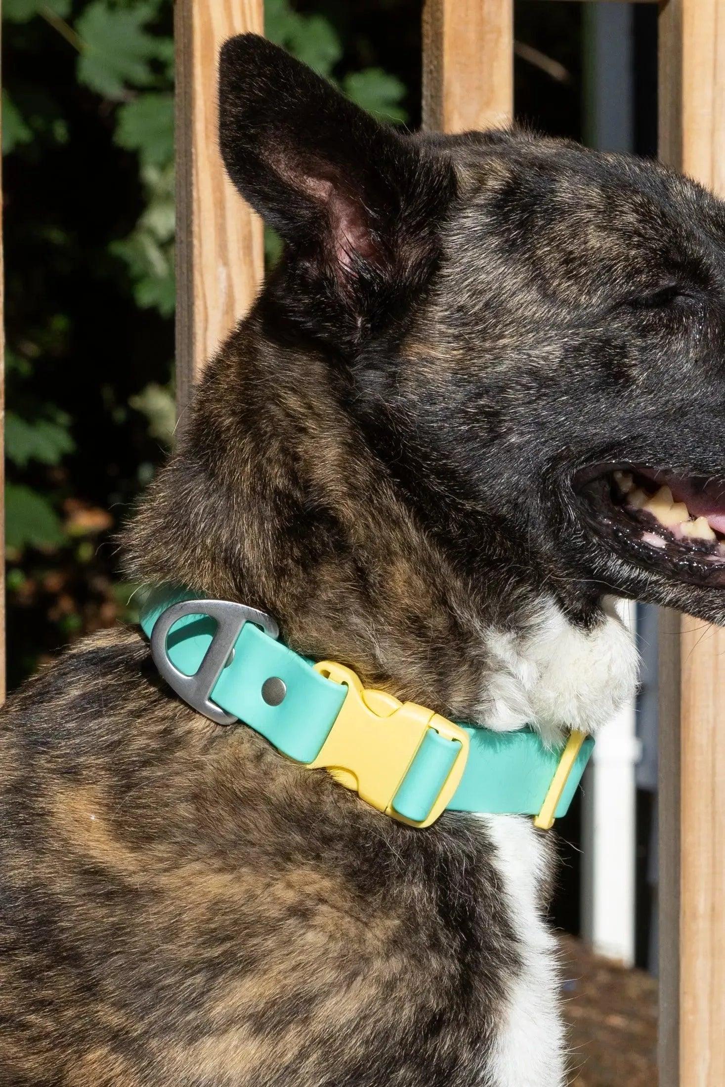 Island Vibes Waterproof Dog Collar