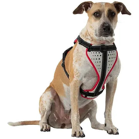 Nathan reflective dog harness