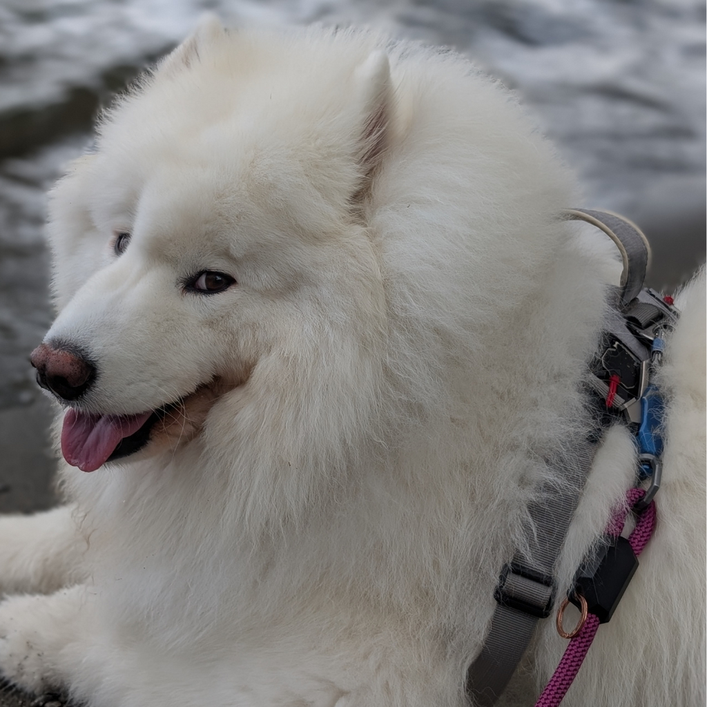 Patented Magnetic Dog Leash