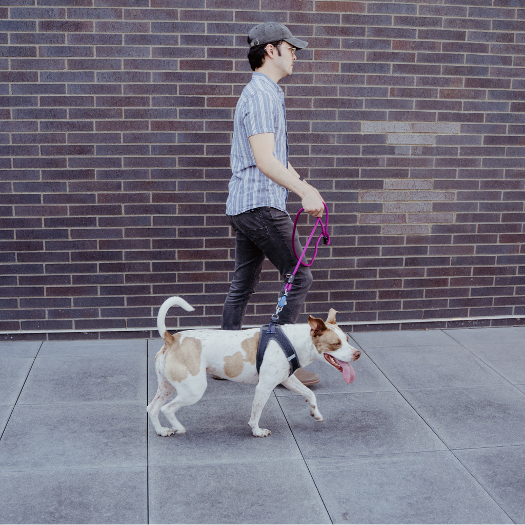 Patented Magnetic Dog Leash